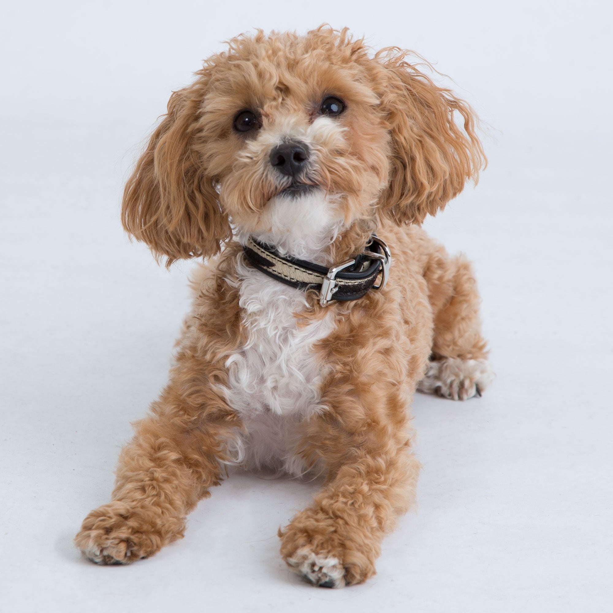 Stoned & Waisted Zebra Print Dog Collar Black/Cream